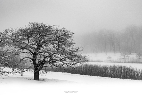 2018-01-09 Arboretum Fog 025s.jpg